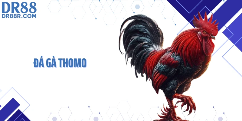Đá Gà Thomo DR88 - Trải Nghiệm Trực Tiếp Với Luật Chi Tiết