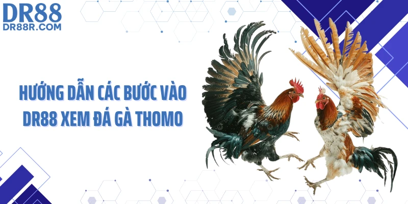 Hướng dẫn các bước vào DR88 xem đá gà Thomo